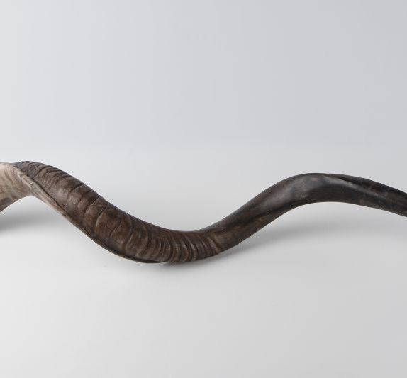 Shofar big