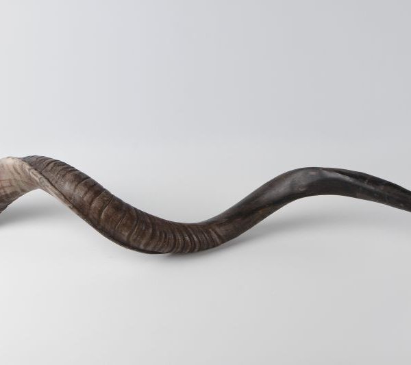 Shofar big 1