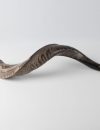 Shofar