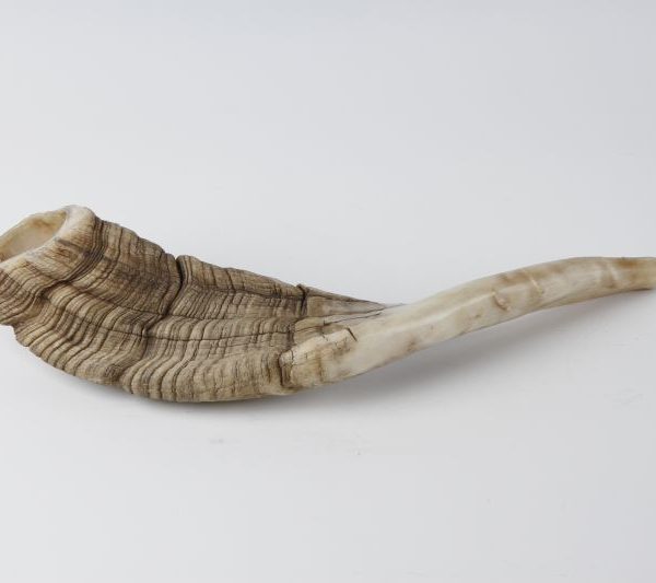 Shofar 1